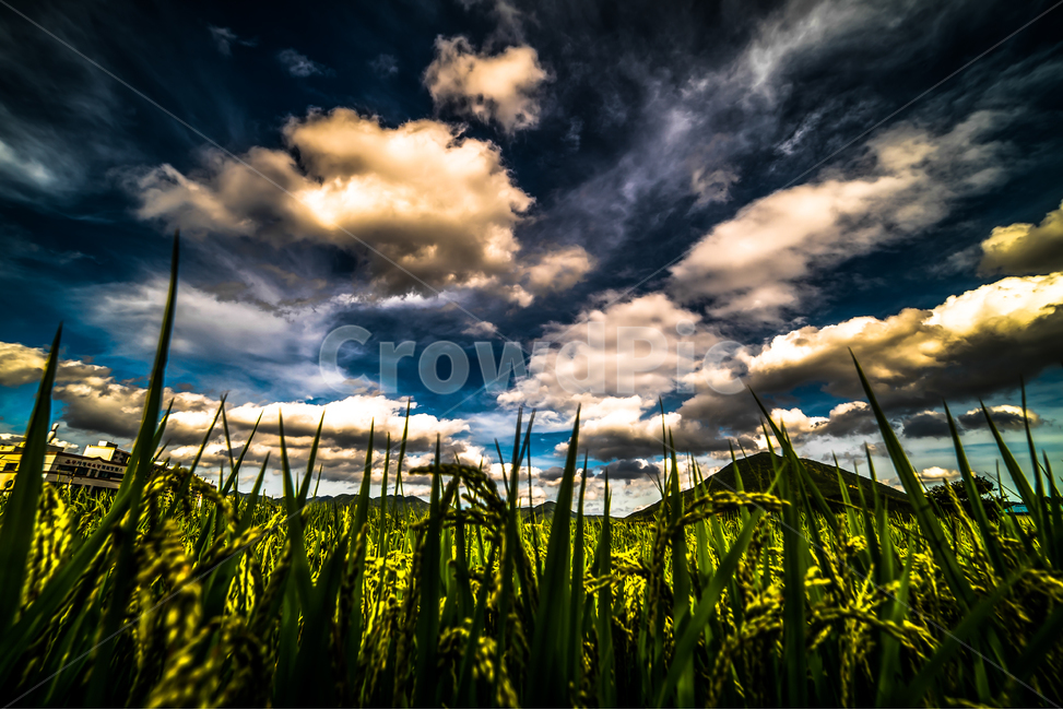 구름,농작물,맑은하늘,농촌,산,들판,벼,자연,풍경,nature,landscape,outdoors,옥외,plant,식물,grass,잔디
