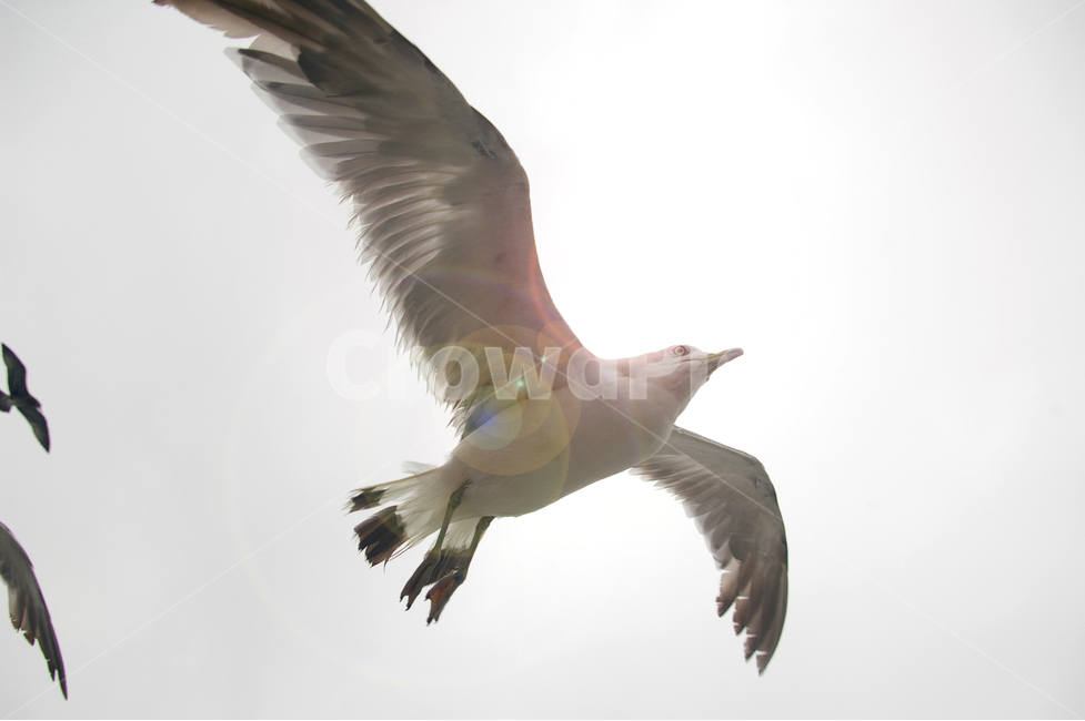 비상,꿈,도전,열정,갈매기,날개,자연,바다새,동물,animal,조류,새,birds