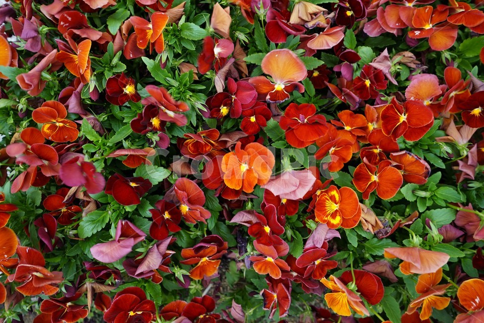 꽃,향기,아름다움,보라색,자연,flower,bloom,plant,nature,beautiful,식물,자연,plants,nature,꽃,flower
