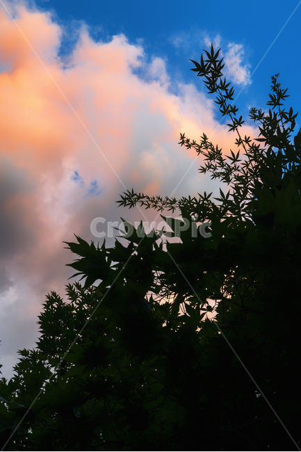 풍경,노을,여름단풍,자연,하늘,감성,자연,풍경,nature,landscape,식물,plants,실루엣,그림자,silhouette,shadow,색깔,색상,색채,색감,color sense,color sensitivity,feeling of color,tree,나무,plant