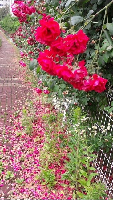 장미,꽃,자연,식물,감성,꽃길,담장,식물,자연,plants,nature,꽃,flower