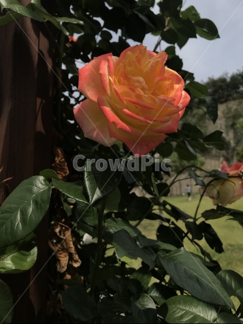 plant,식물,rose,장미,flower,꽃,blossom