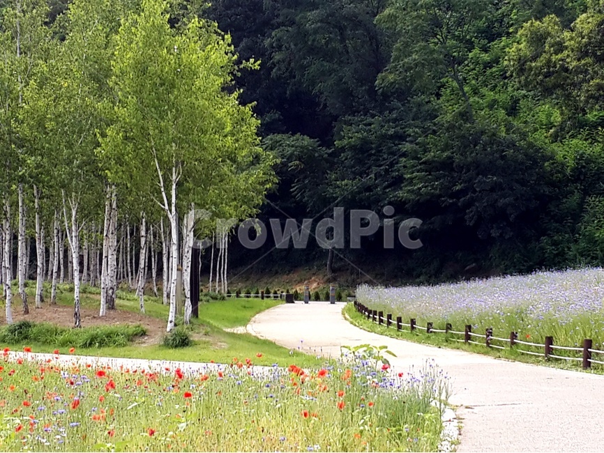 시골길,자작나무,양귀비꽃,수레국화,남양주시,자연,풍경,nature,landscape,식물,plants,꽃,flower,나무,trees,wood,plant,tree