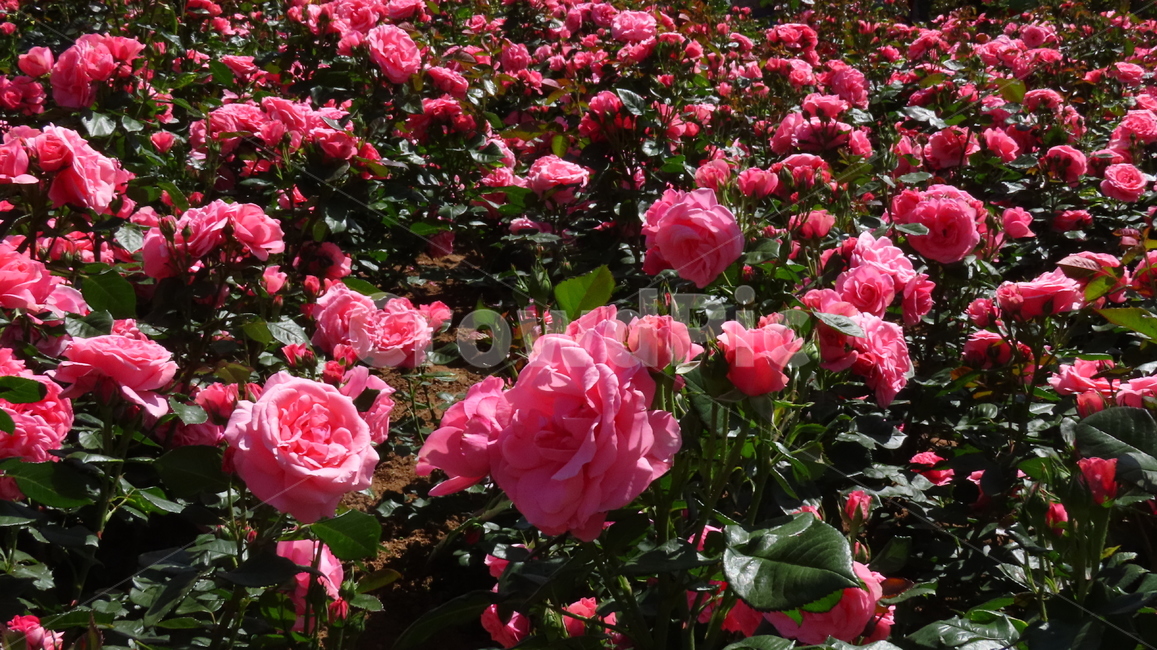 꽃밭,장미,장미공원,장미축제,백만송이장미,플라워,flowers,flower