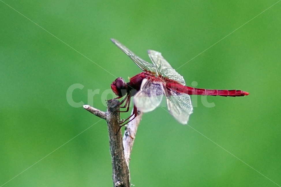 잠자리,고추잠자리,곤충,자연,부산,온천천,동물,animal,곤충,벌레,insect,bug