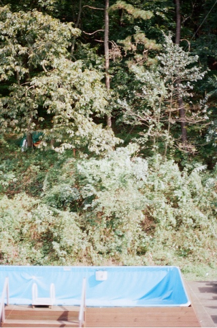 초록,식물,plant,풀장,부시,bush