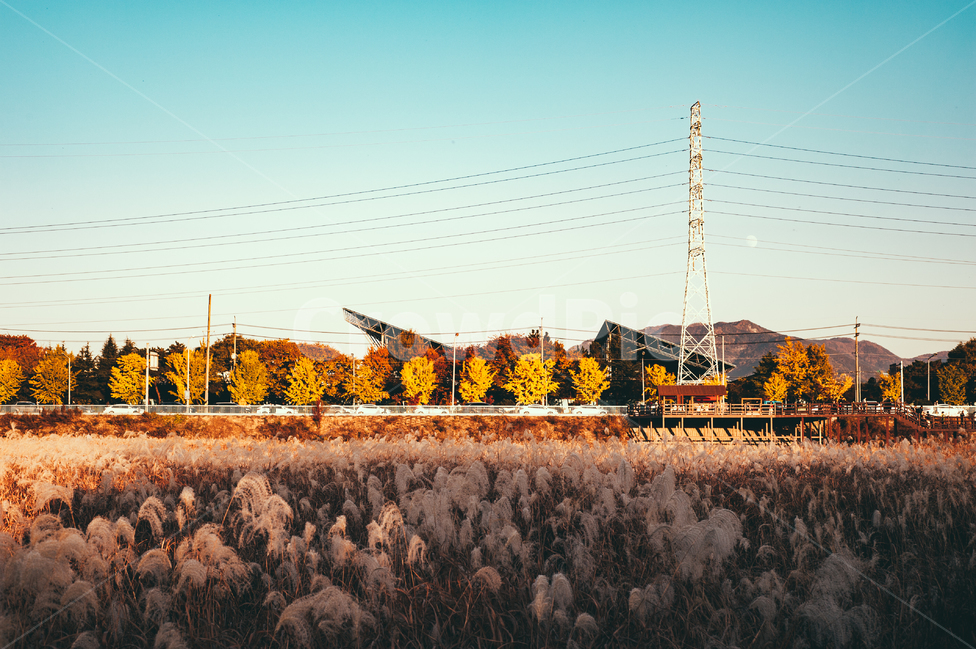 갈대,습지,자연,풍경,가을,자연,풍경,nature,landscape
