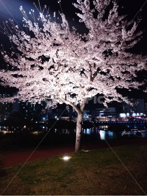 벚꽃,밤벚꽃,벚꽃나무,벚꽃구경,봄,봄꽃,봄벚꽃