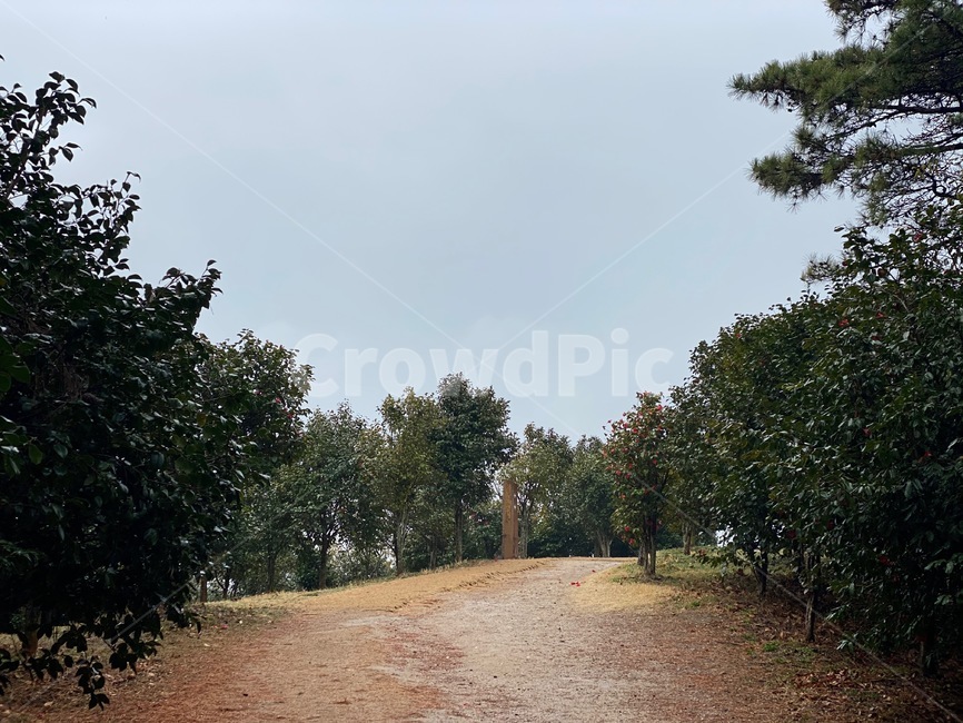 숲길,숲속,산길,plant,식물,dirtroad,road,흙길,나무,tree,자갈,gravel,도로