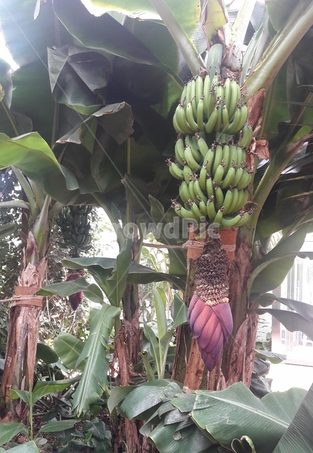 바나나,바나나나무,초록바나나,식물,plant,식물,자연,plants,nature