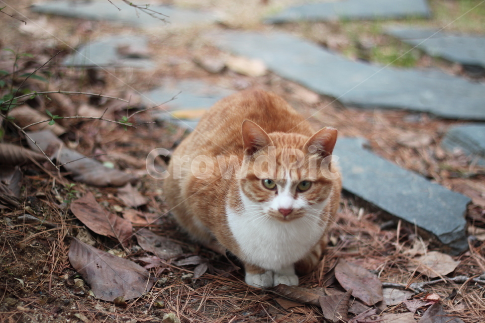 고양이,들고양이,눈동자,노랑고양이,치즈태비,동물,반려동물,야외,정원,돌길,낙엽,갈색털,흰털,앉아있는자세,시선집중,초점맞춤,자연광,귀여움,고양이표정,털색,뾰족귀,동물사진,초록환경,가을분위기,유기묘,길고양이,촬영소재,야생성,호기심,브라운계열,포근함,낭만,감성,마당,나뭇잎,조용함,친근함,힐링,털갈이,소소한일상,동물,animal,포유류,mammal,고양이,cat,kitten,kitty