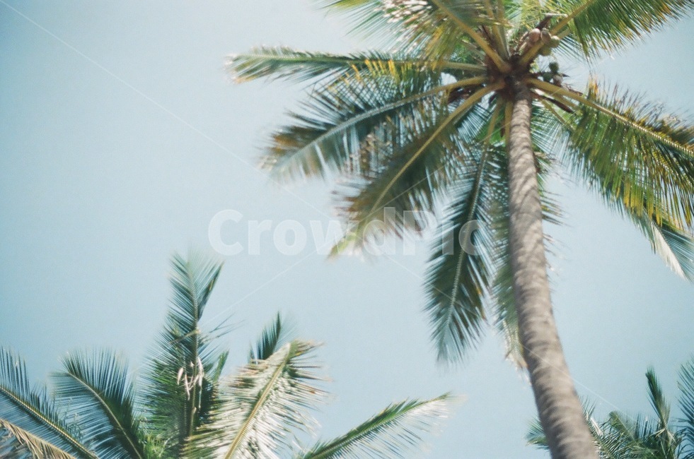 야자수,식물,나무,palmtree,green,자연,풍경,nature,landscape,식물,plants,나무,trees,wood,tree,plant,palm tree