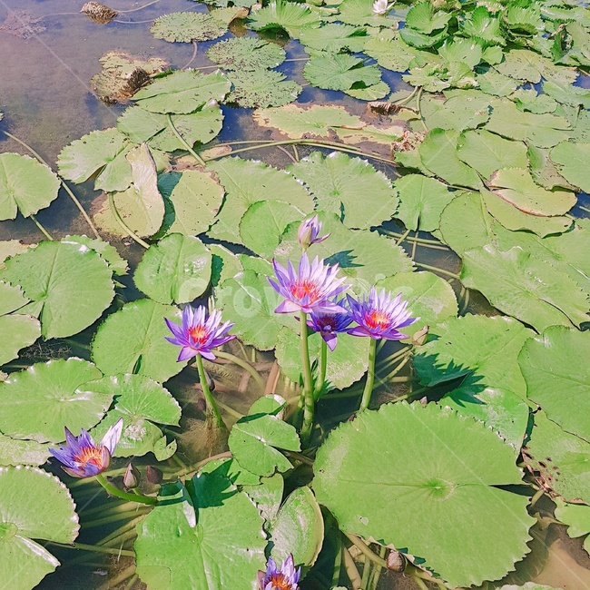 축제,꽃,연꽃,연못,가을