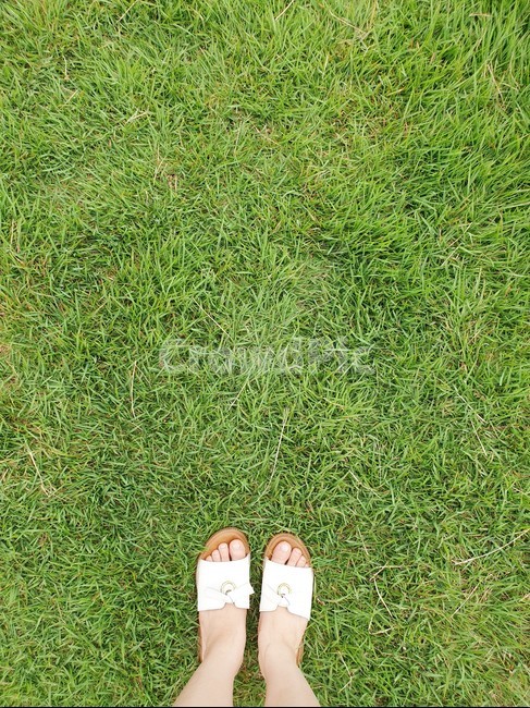 grass,잔디,plant,식물,발