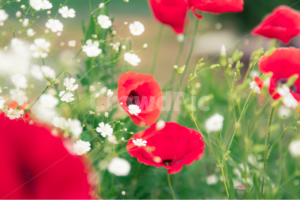 양귀비,양귀비꽃,꽃,감성사진,flower,red,pink,안개꽃,식물,자연,plants,nature,꽃,flower,감성,sensible,feeling,색깔,색상,색채,색감,color sense,color sensitivity,feeling of color