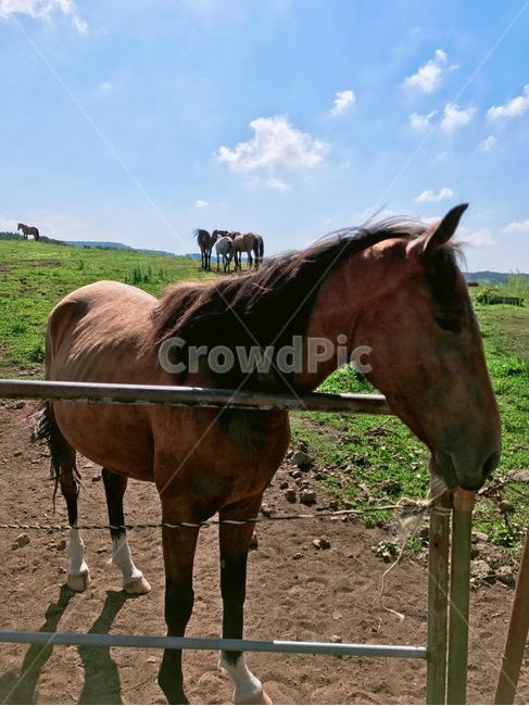 말,동물,horse,animal,자연,풍경,동물,animal,포유류,mammal,산업,industry,industrial,목축업,목장,livestock farming,ranching,pasture