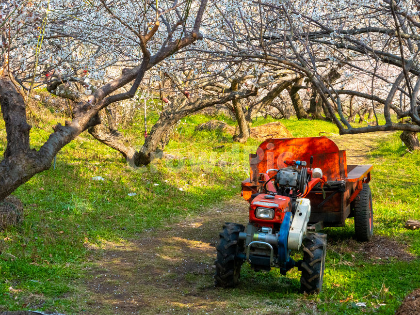 매화,봄,경운기,농사,꽃,매화마을,감성사진,농업,농사,agriculture,farming,farming industry