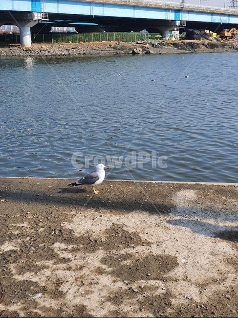 갈매기,조류,새,동물,날개,부리,bird