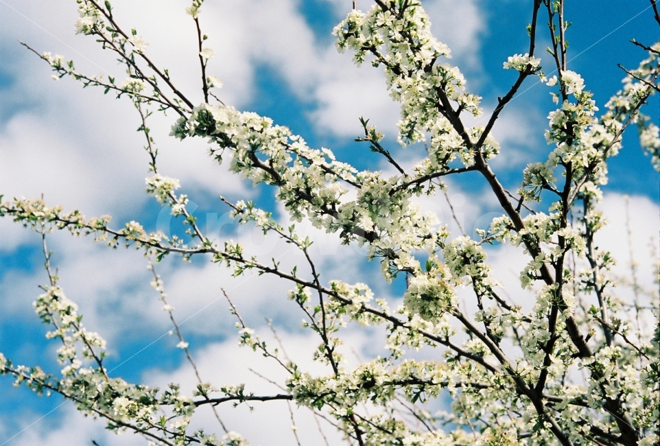 꽃,봄,필름사진,자연,필름카메라,아날로그,감성사진,spring,weather,35mm,flower,봄,계절,spring,season,식물,자연,plants,nature,꽃,flower,감성,sensible,feeling,plant
