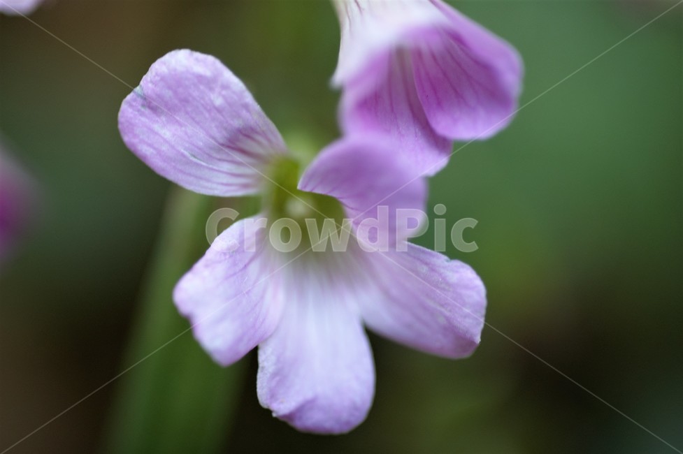 긴병꽃풀,꽃,야생화,감성,자연