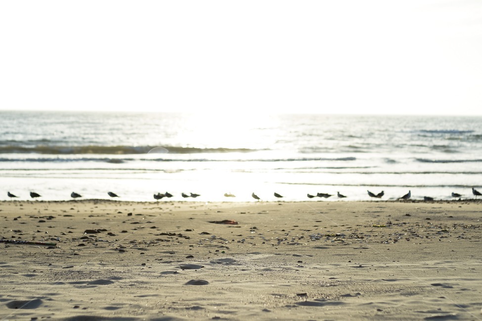 바다,갈매기,휴식,감성,모래,백사장,sea,emotion,gull,rest,sunshine,햇살,자연,풍경,nature,landscape,해변,바다,beach,sea,동물,animal,조류,새,birds,감성,sensible,feeling,bird
