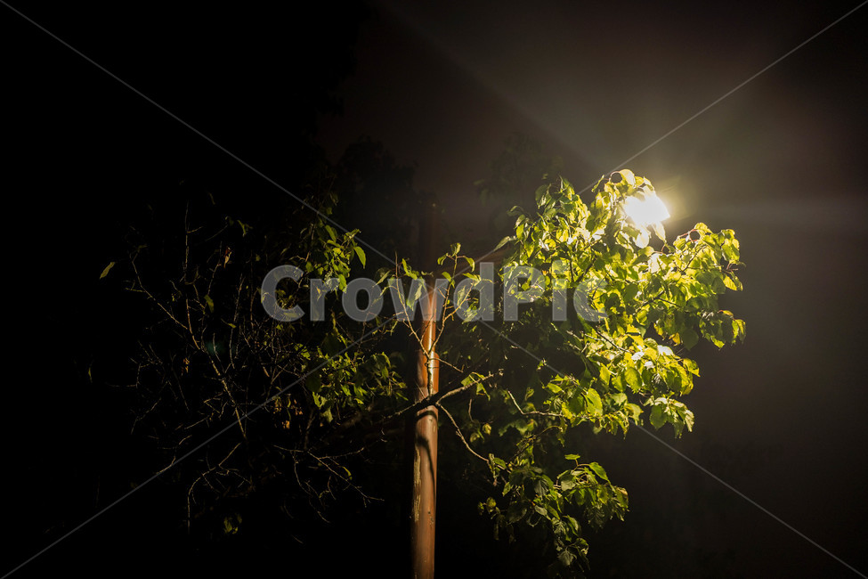 어둠,빛,나무,숲,공원,야경,밤,풍경,nightscape,night,landscape,flare,플레어,light