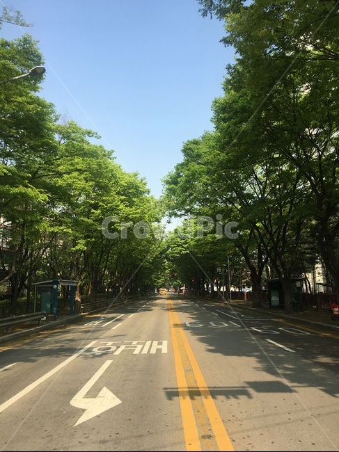 풍경,여름,도로,비보호,초록