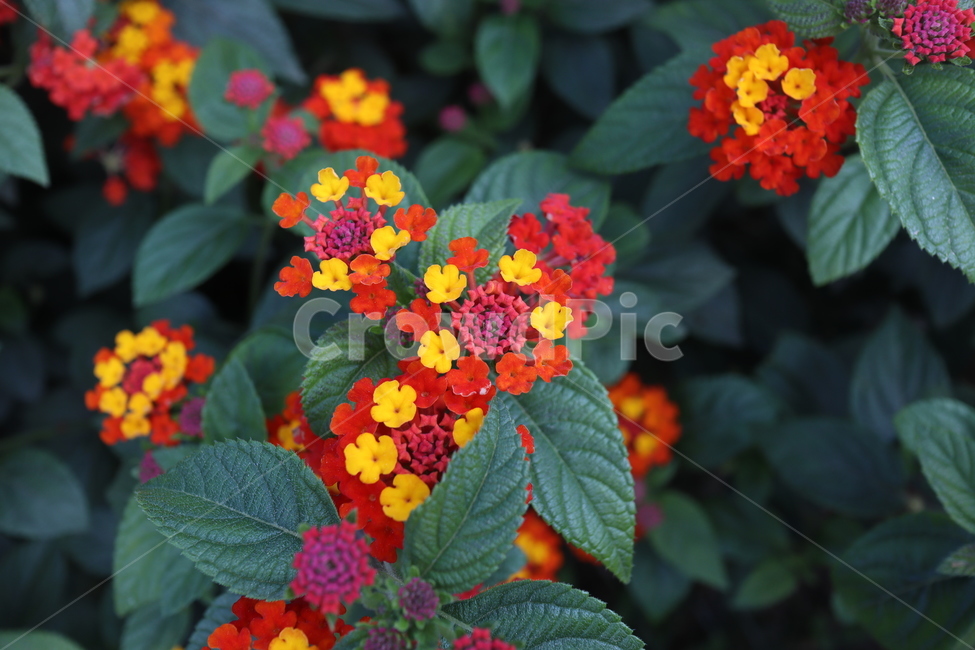 란타나,lantana,화려한,알록달록,coloful,vivid,color,선명한,꽃,flower,칠변화,열대꽃,tropicalflower