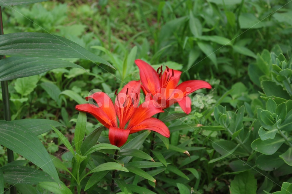 꽃,식물,자연,주황,초록,flower,plants,nature,orange,green,hana,shokubutsu,orenziiro,midori,식물,자연,plants,nature,꽃,flower