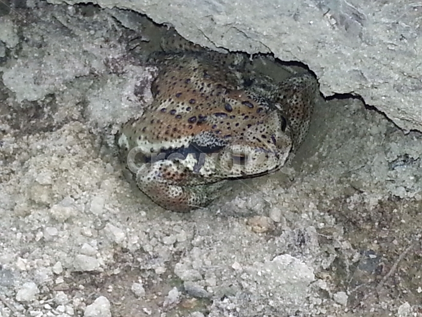 두꺼비,야생생물,동물,생물,휘귀한,파충류,양서류,reptile,amphibian
