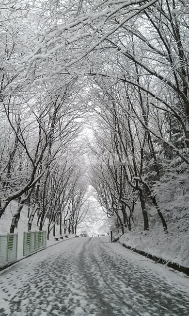 가로수길,삼림지,자연,겨울,설경,계절,산책로,avenue,woodland,nature,winter,snowscene,season,trail,식물,plant,초목,vegetation,나무,tree,wood,숲,forest,옥외,outdoors,나라,land,작은숲,grove,감성,sensible,feeling,휴식,rest,breaktime,힐링,healing,풍경,landscape