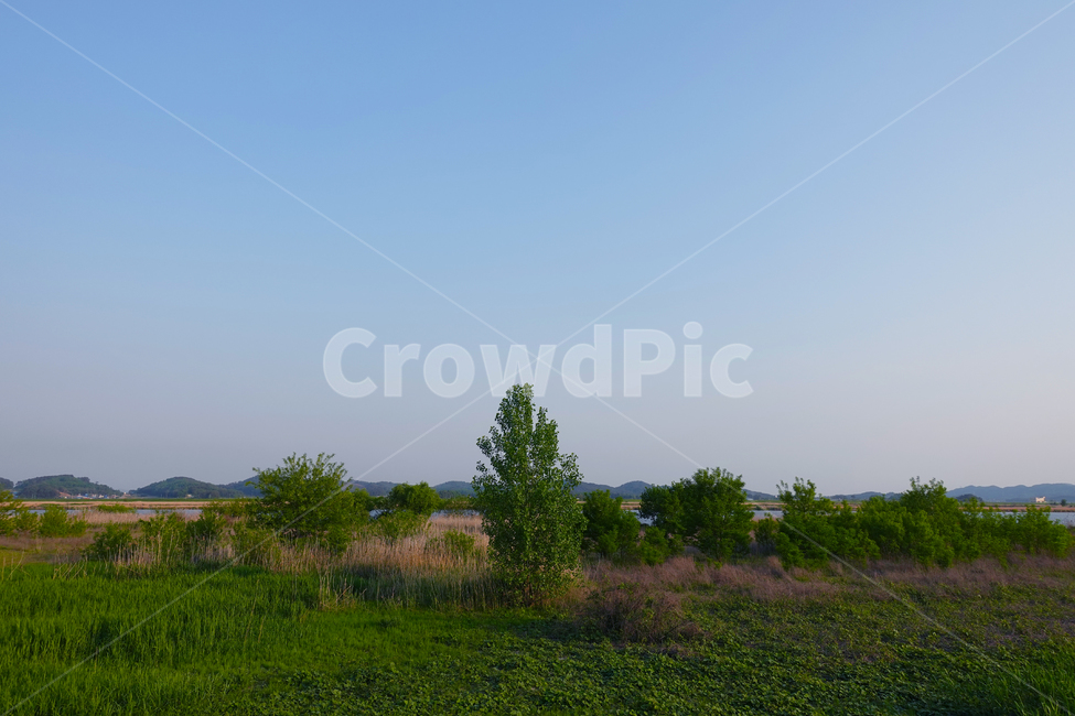 나무,tree,자연,강,잡초