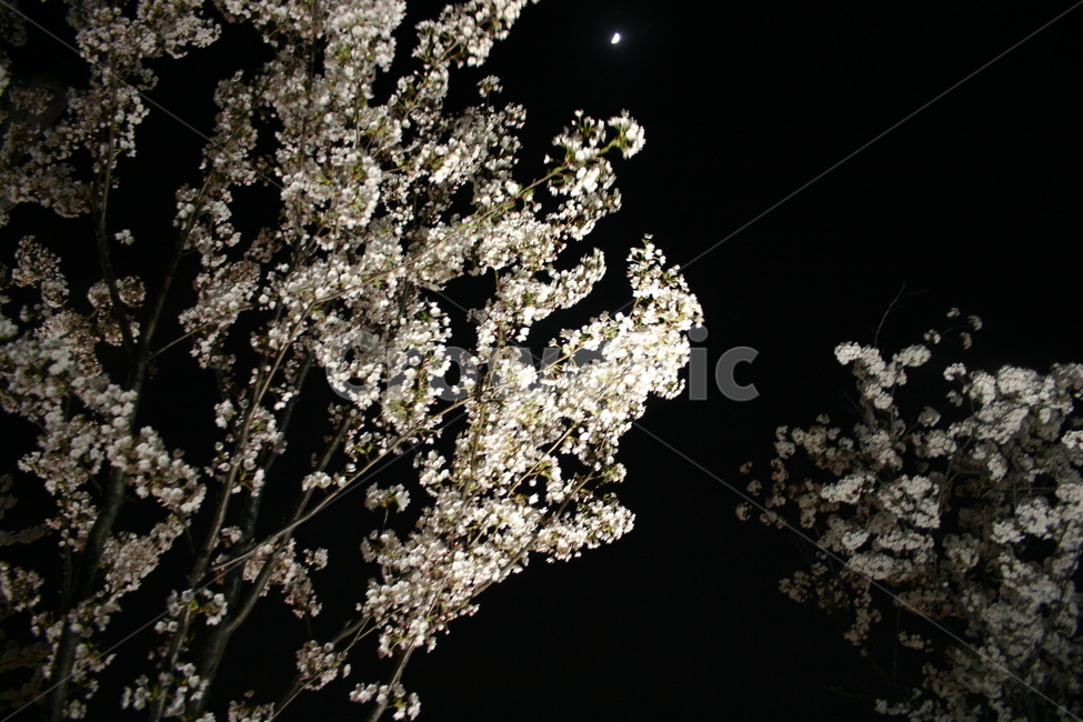 벚꽃,cherryblossom,sakura,flower,yinghua,yinghua,sakuraflower,background,white,tree,leaf,plant,green,nature,leaves,branch,fruit,isolated,spring,fresh,foliage,garden,agriculture,flora,growth,forest,herb,organic,blossom,pine,macro,closeup,closeup,natural,twig,bloom,beauty,blooming,beautiful,petal,season,outdoors,environment,freshness,lush,grass,bouquet