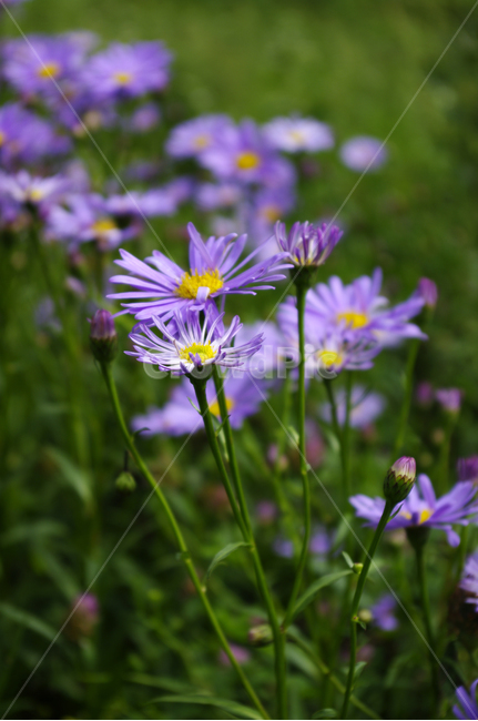 벌개미취,꽃밭,꽃,flower,식물,plant,식물,자연,plants,nature,꽃,flower