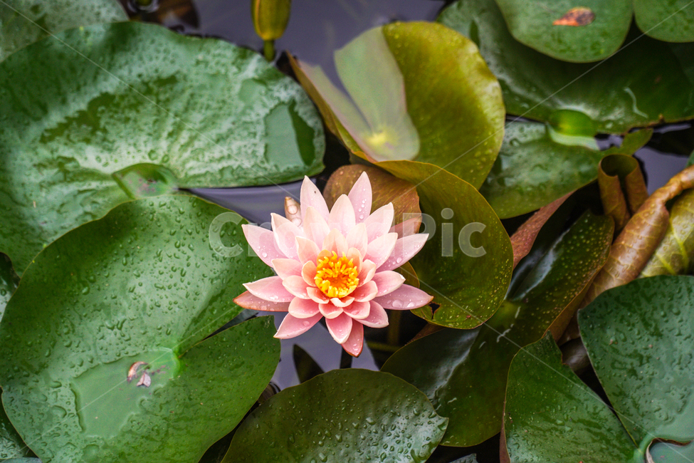감성사진,색감,꽃,flower,plant,연꽃,비오는날,한국,식물,자연,plants,nature,꽃,flower