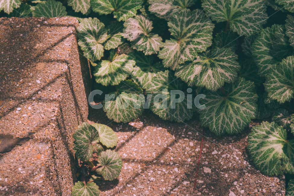 자연,식물,자연풍경,풍경,봄,그림자,빛,햇빛,봄날,따뜻한,cozy,warm,nature,plant,green,초록,산책,식물,자연,plants,nature,감성,sensible,feeling