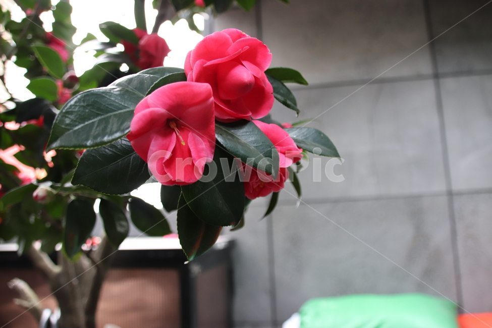 꽃,빨간꽃,동백꽃,꽃나무,봄,식물,자연,plants,nature,꽃,flower