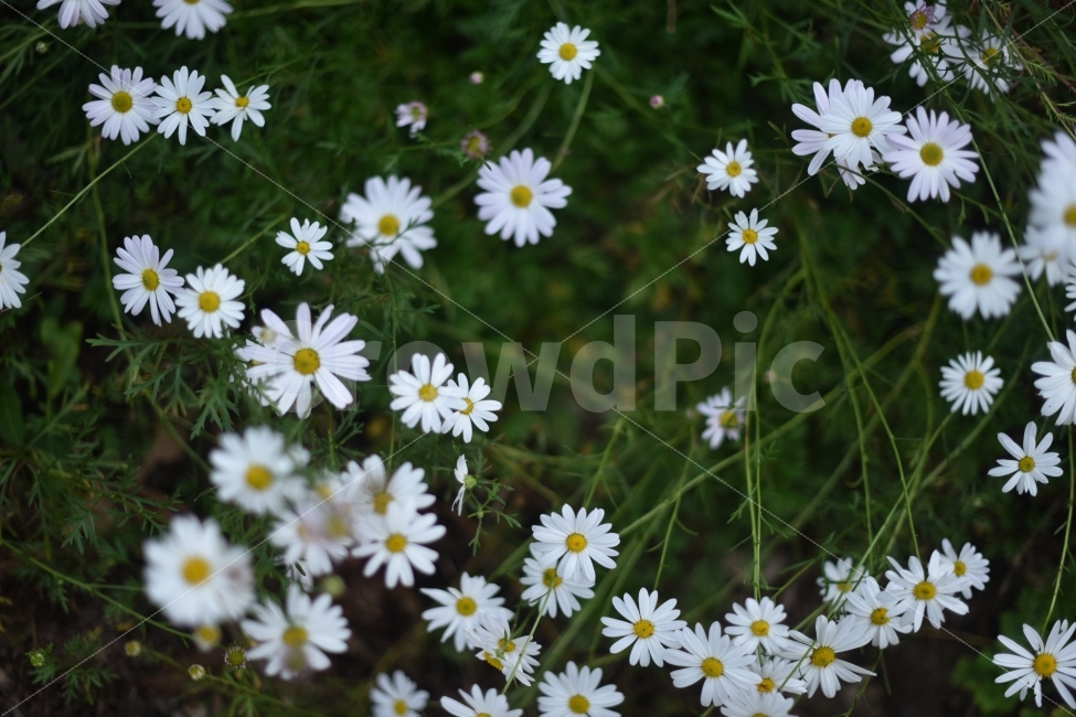 가을꽃,꽃,구절초,국화,수목원,대한민국,식물,자연,plants,nature,꽃,flower