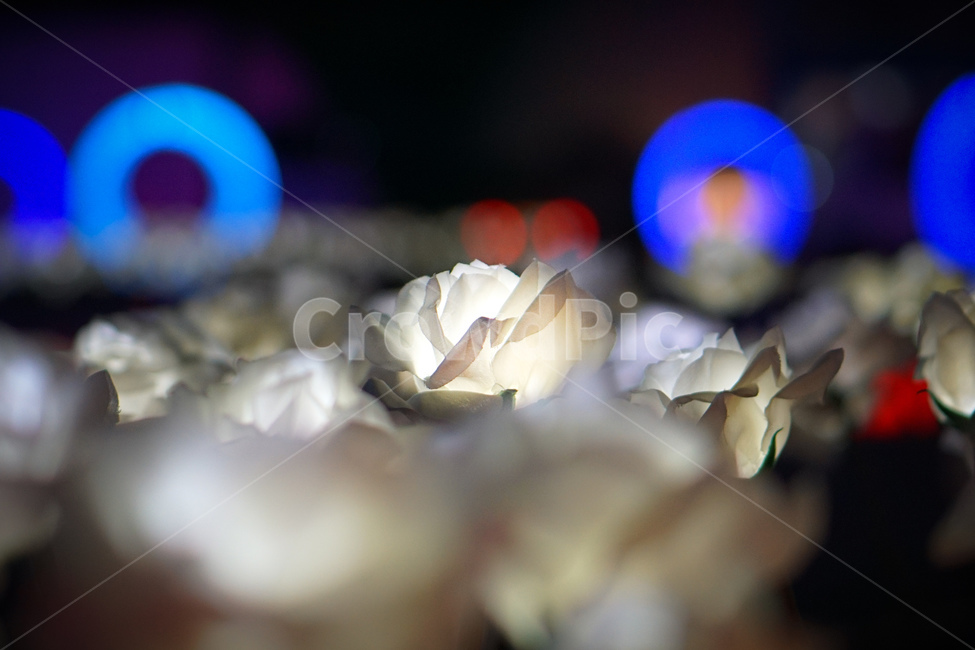 야경,빛축제,조화,꽃,night,flower,빛망울,bokeh,조명,light,lighting