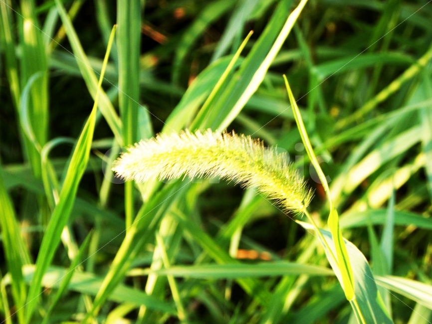 따뜻,풍경,풀,강아지풀,햇살,식물,자연,plants,nature