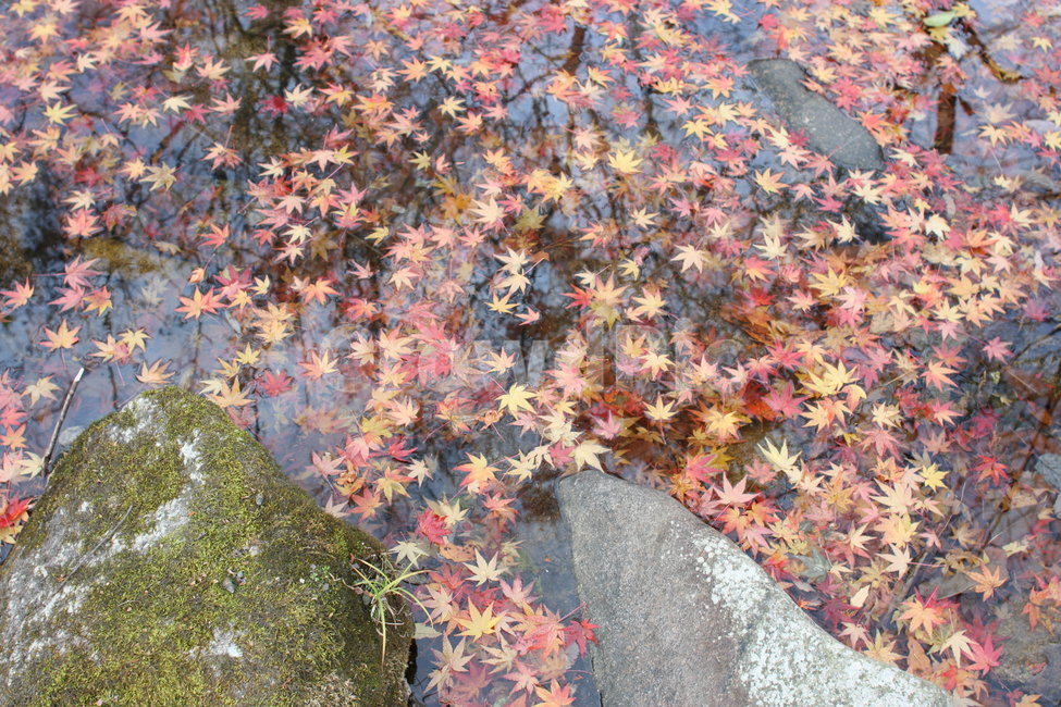 단풍,가을,산,자연,붉은,단풍나무,단풍잎,가을,계절,fall,autumn,season,leaf,잎,plant,식물,tree,나무