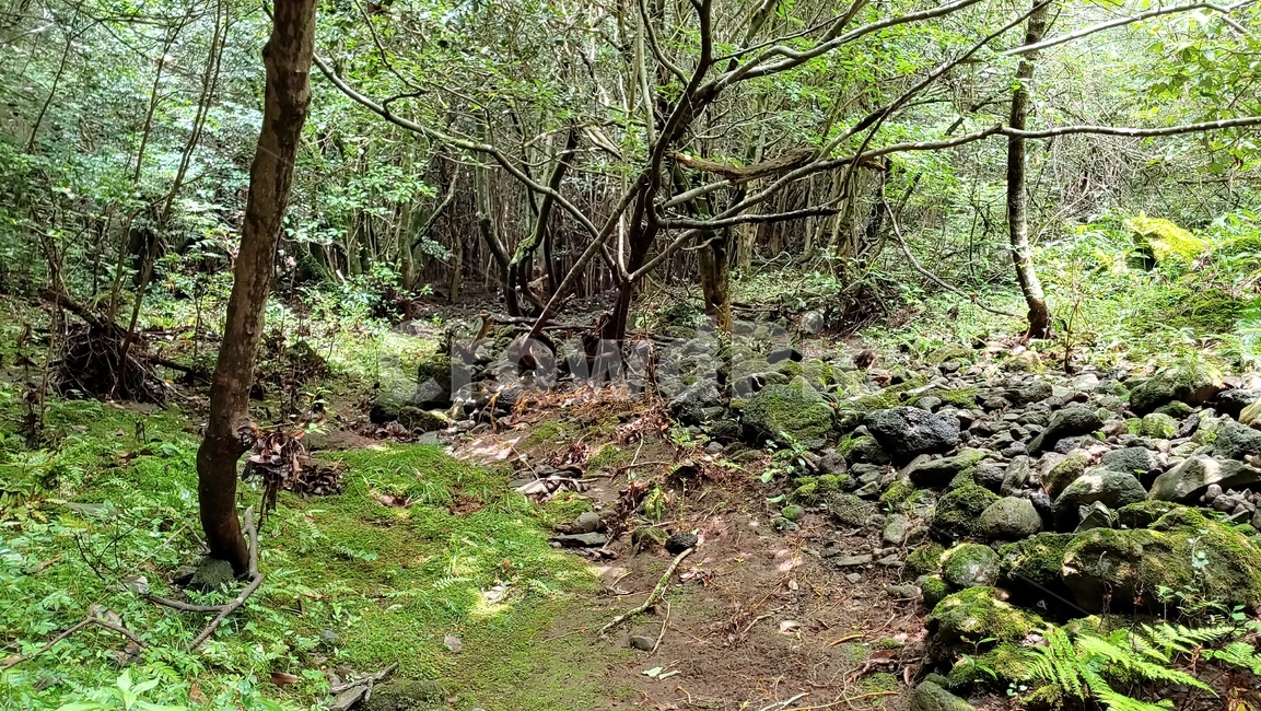 나무,제주숲,자연,forestroad,forest,숲길