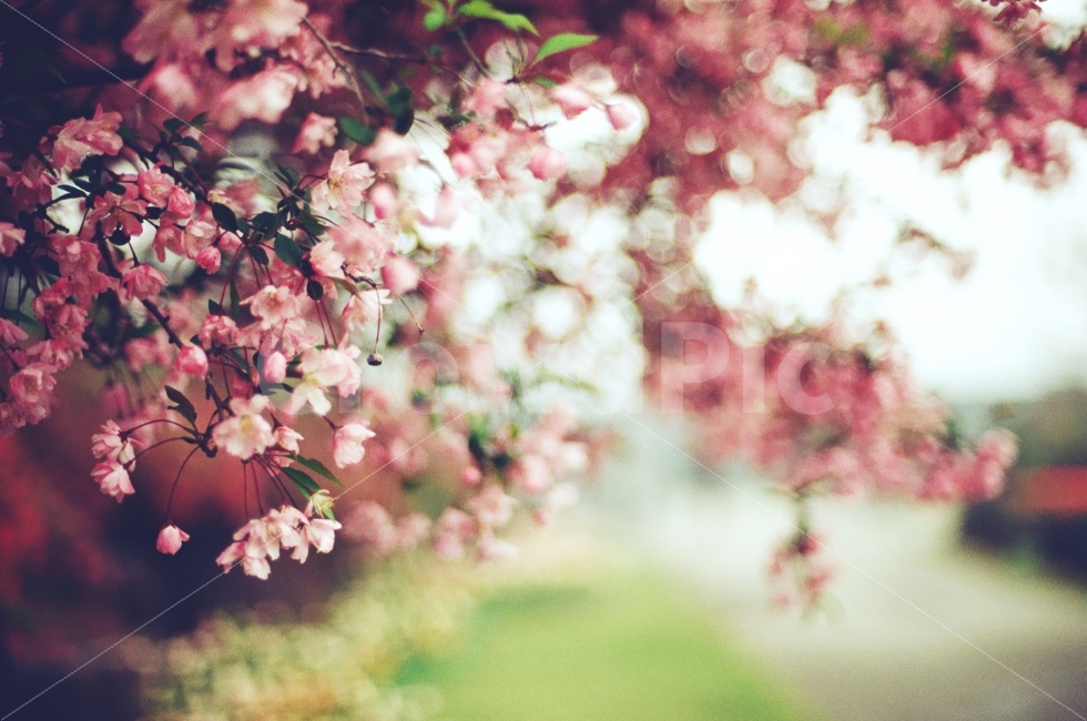 봄,꽃,플라워,스냅,필름사진,필름카메라,식물,자연,plants,nature,감성,sensible,feeling,봄,계절,spring,season,꽃,flower,plant