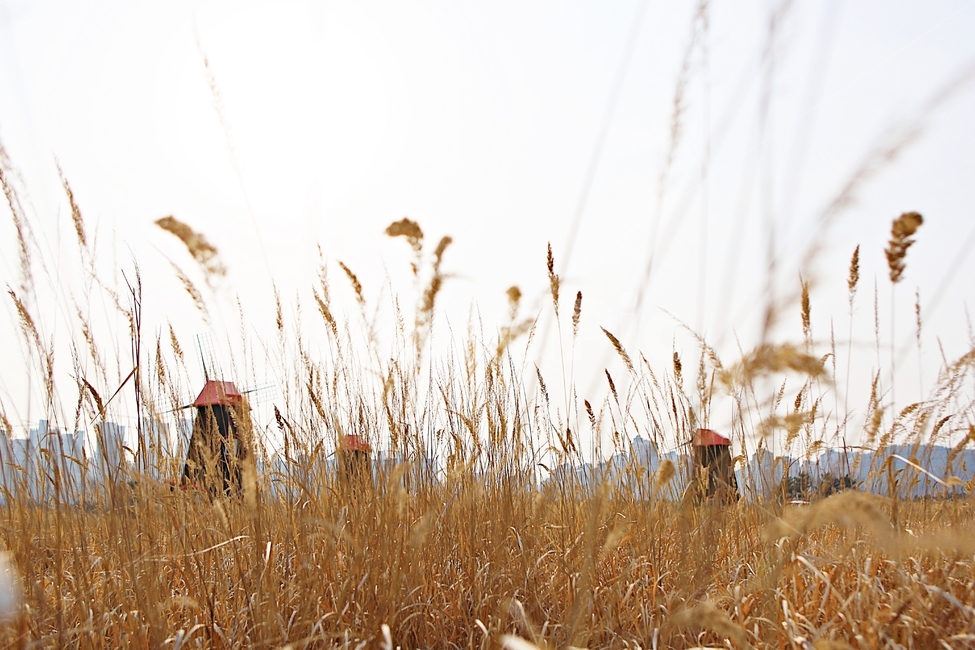 풍차,갈대,배경,자연,풍경,하늘,가을,계절,fall,autumn,season,자연,풍경,nature,landscape,grass,잔디,plant,식물,lawn,reed