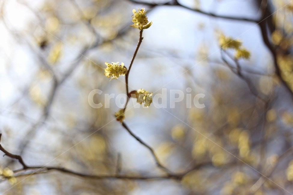 꽃,나무,자연,식물,tree,접사,식물,자연,plants,nature,나무,trees,wood