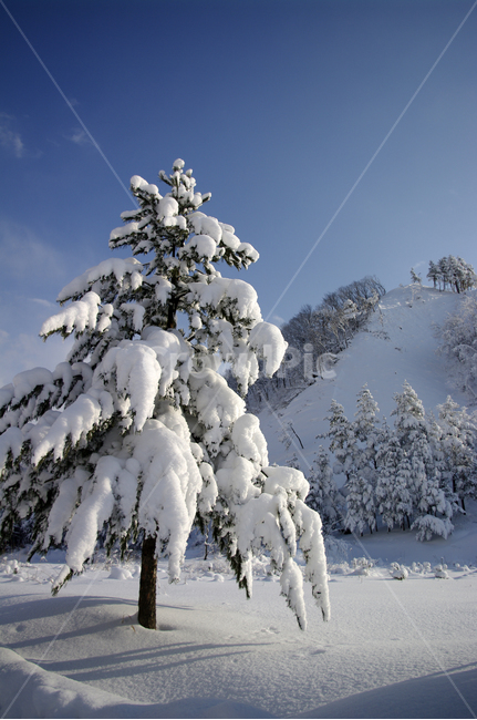 겨울,눈,설경,풍경,나무,겨울,계절,winter,season