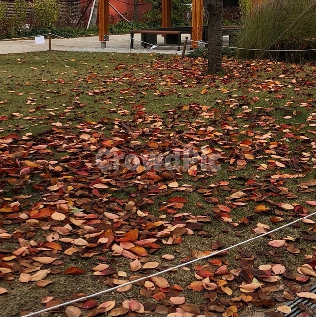 leaf,잎,plant,식물,tree,나무,공원,가을,낙엽