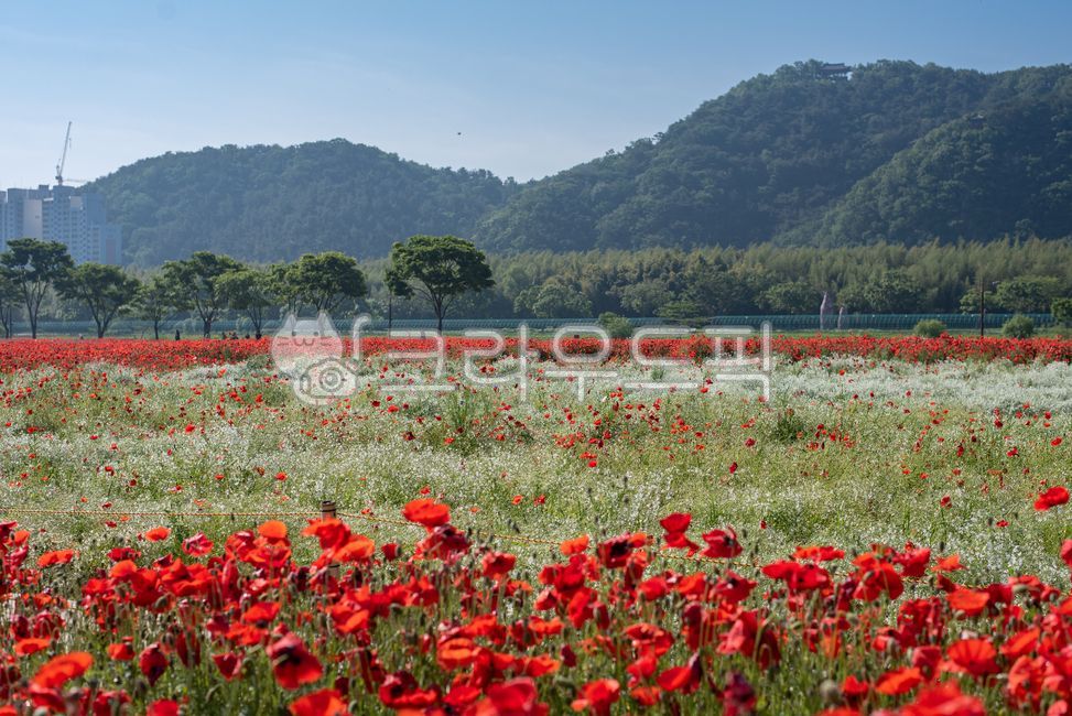 poppy,Taehwa River National Garden,Ulsan,ulsan,Taehwa River Spring Flower Festival,springflowers,taehwaganggrandpark,flower,poppy flower