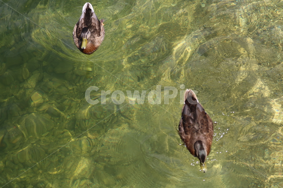 오리,duck,동물,animal,조류,수중생물,동물,animal,조류,새,birds