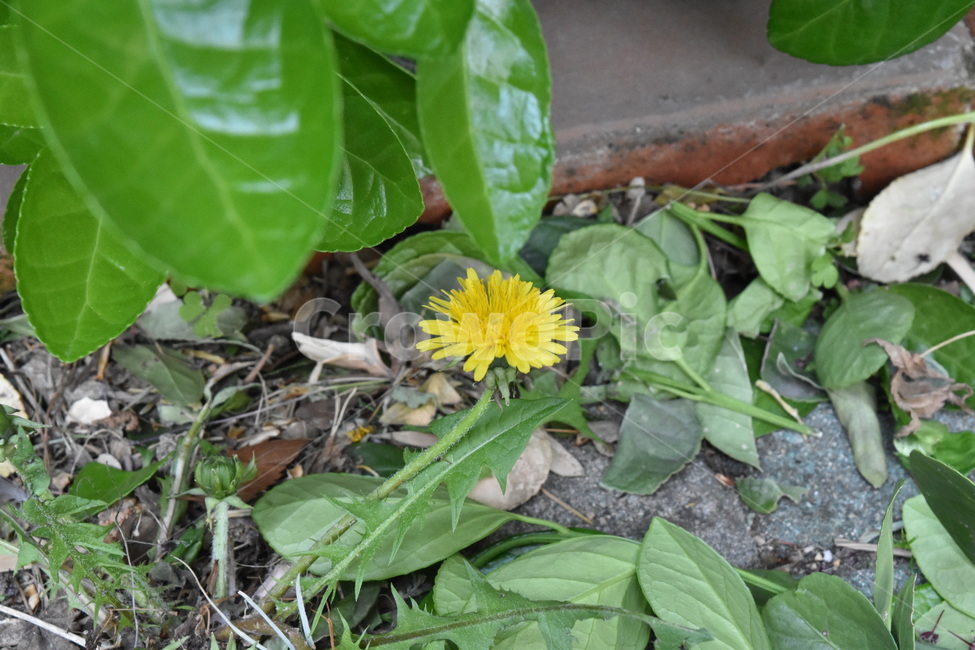 민들레,꽃,노란꽃,길가,식물,road,flower,yellow,dandelion,yellowflower,식물,자연,plants,nature,꽃,flower